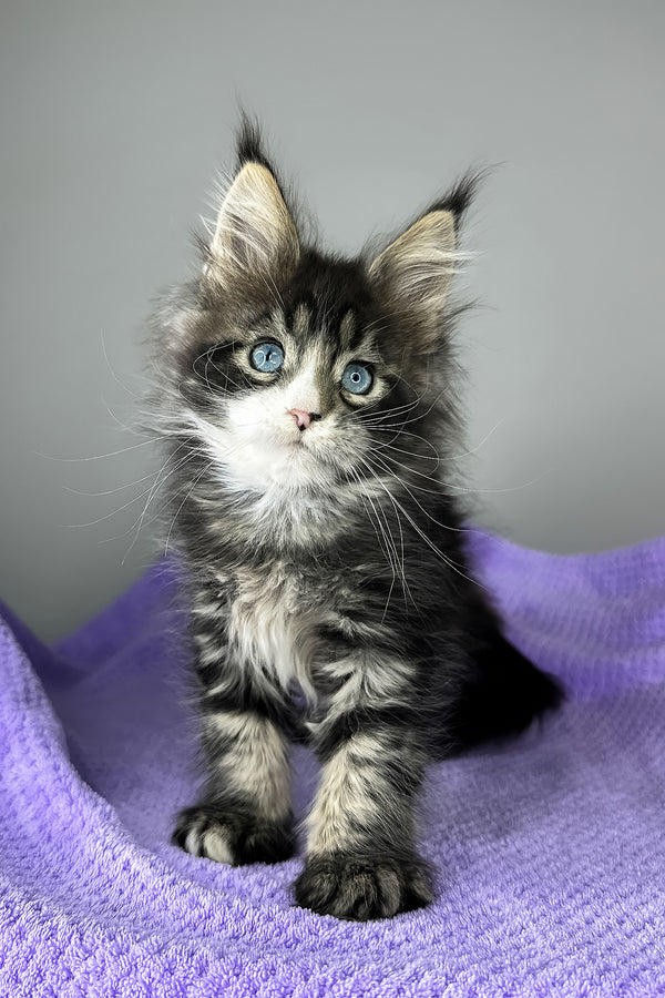 Celine | Maine Coon Kitten