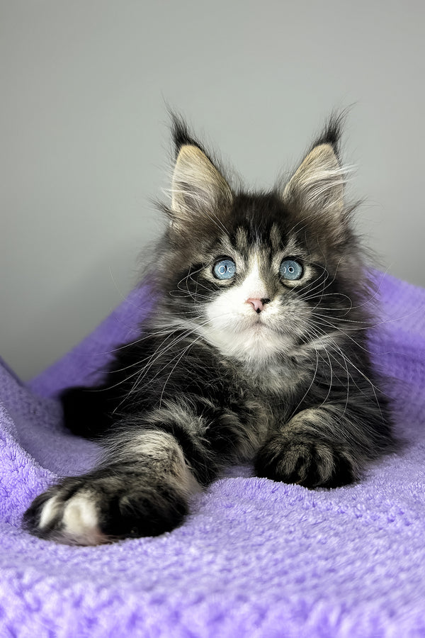 Celine | Maine Coon Kitten