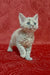 Cery | Devon Rex Kitten