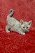 Cery | Devon Rex Kitten