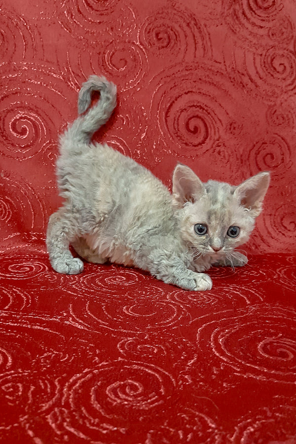 Cery | Devon Rex Kitten