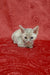 Cery | Devon Rex Kitten