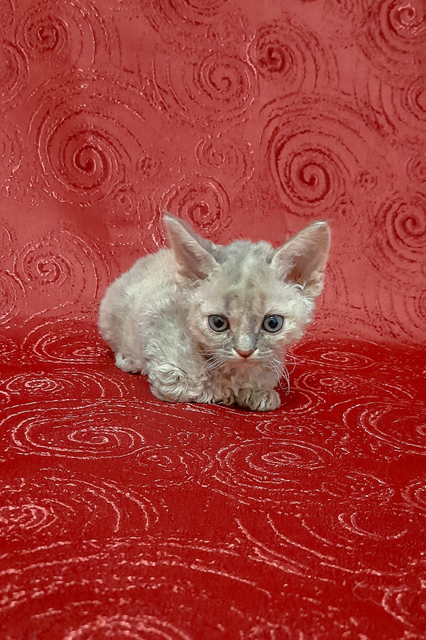 Cery | Devon Rex Kitten