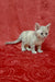 Cery | Devon Rex Kitten