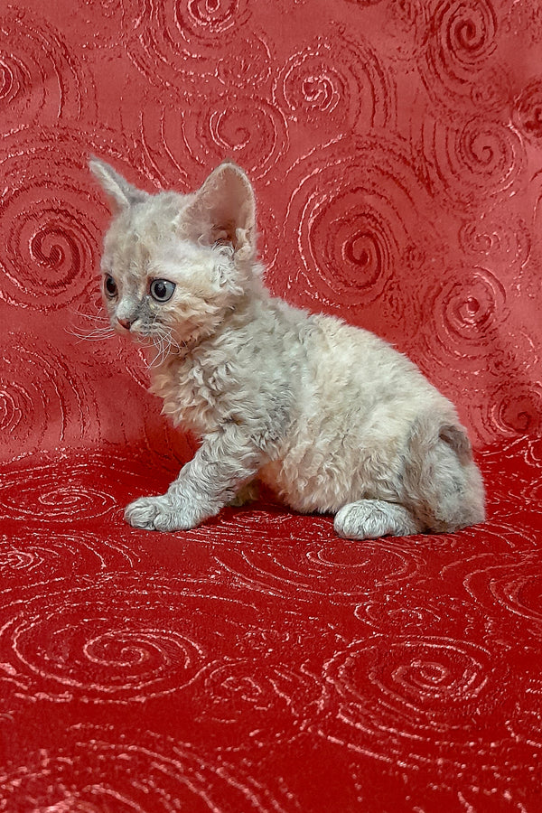 Cery | Devon Rex Kitten