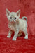 Cery | Devon Rex Kitten