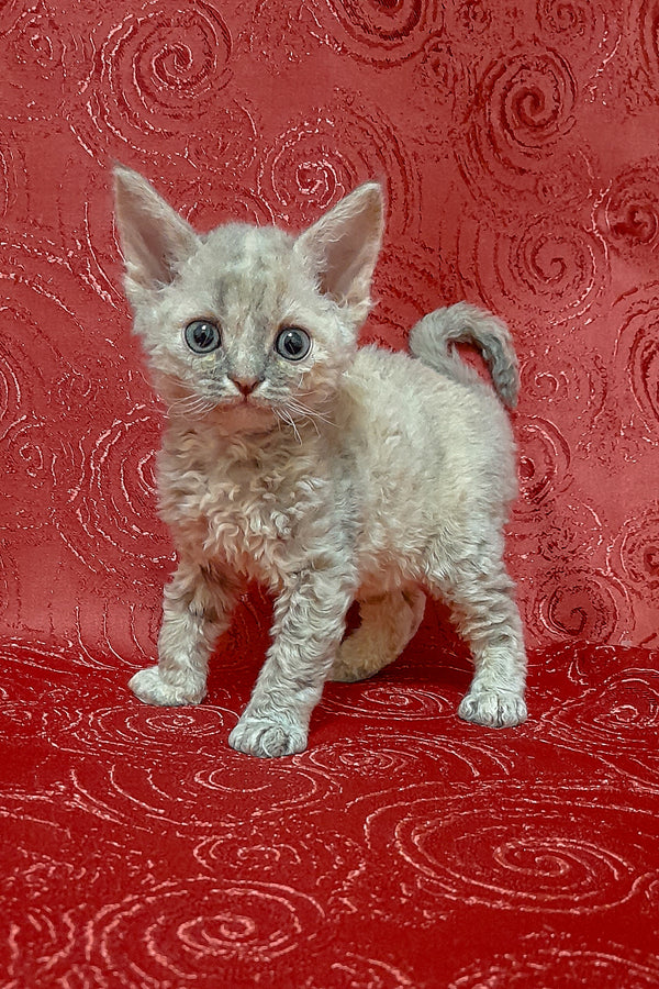 Cery | Devon Rex Kitten