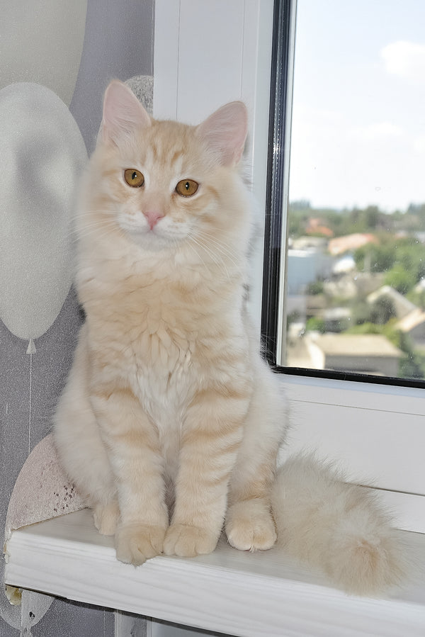Cevin | Siberian Kitten