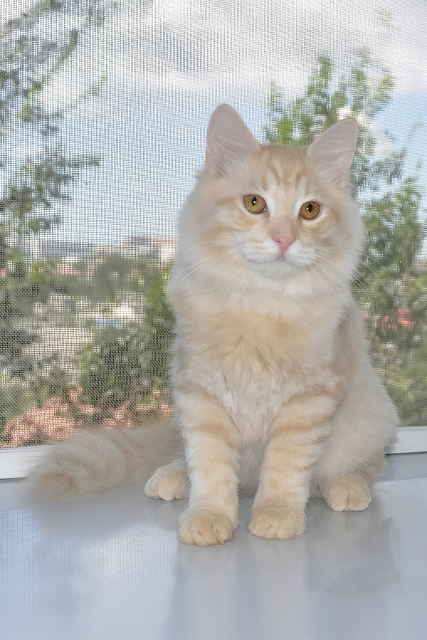 Cevin | Siberian Kitten