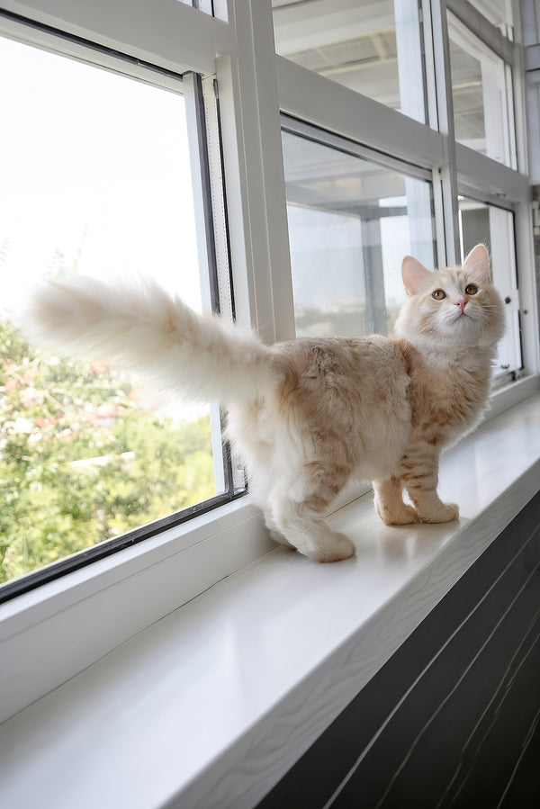 Cevin | Siberian Kitten