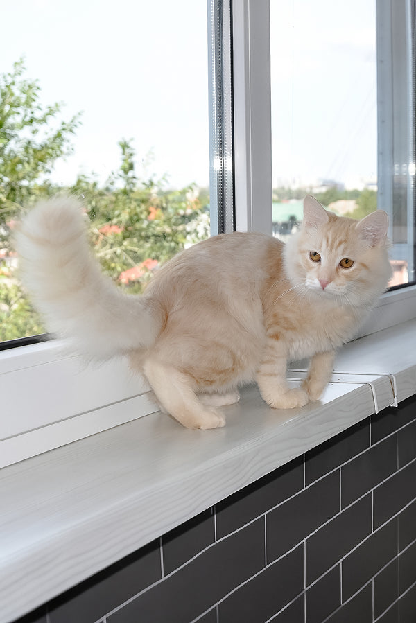 Cevin | Siberian Kitten