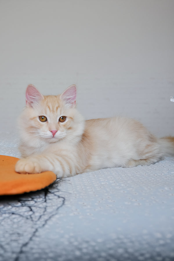 Cevin | Siberian Kitten