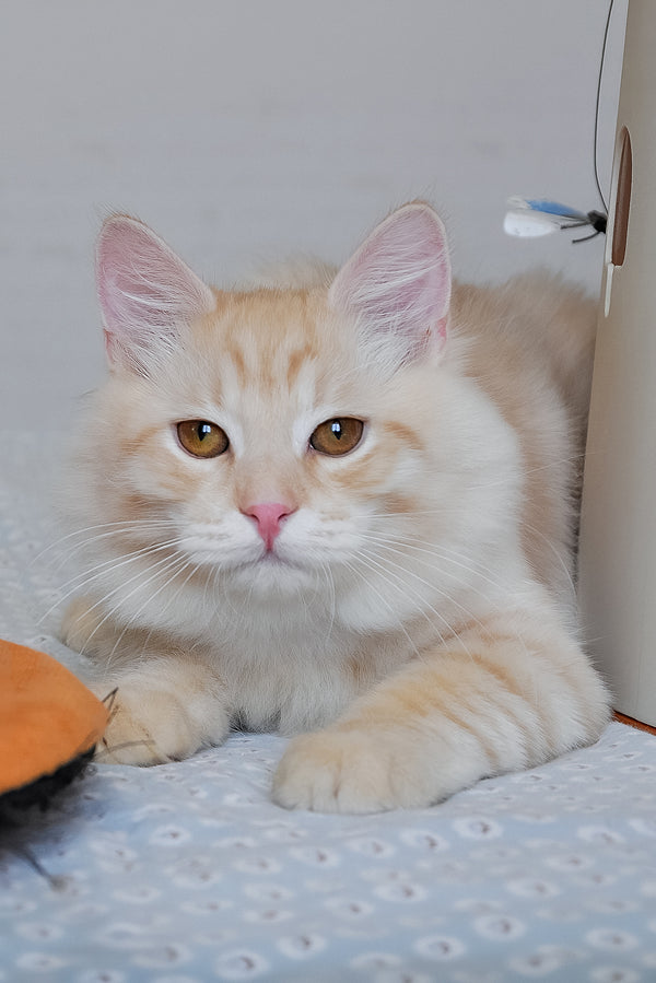 Cevin | Siberian Kitten