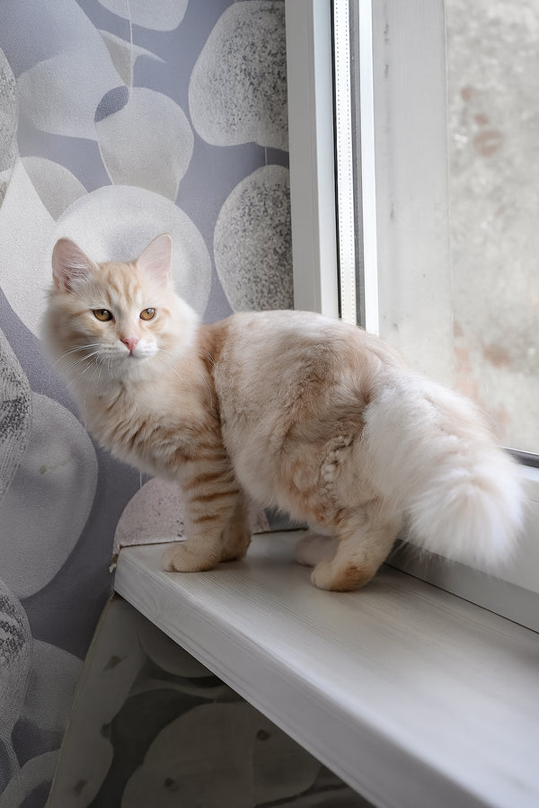 Cevin | Siberian Kitten