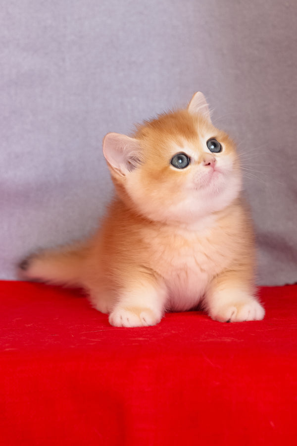 Cezar | British Shorthair Kitten