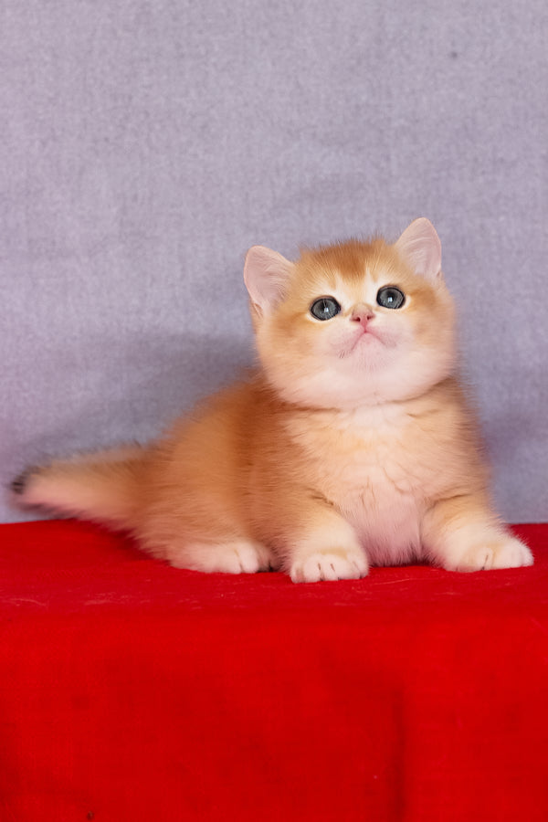 Cezar | British Shorthair Kitten
