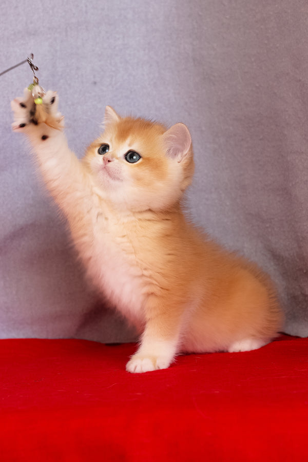 Cezar | British Shorthair Kitten