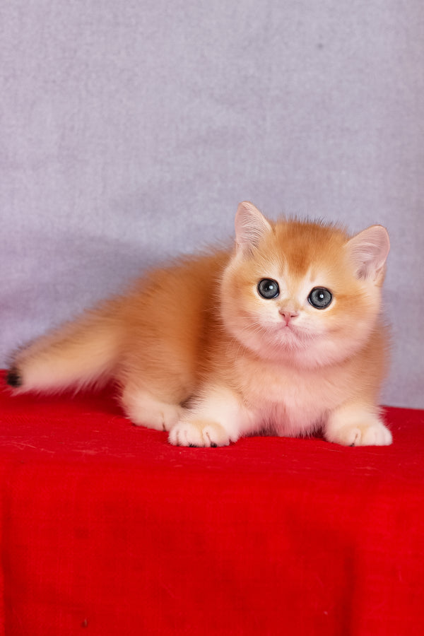 Cezar | British Shorthair Kitten