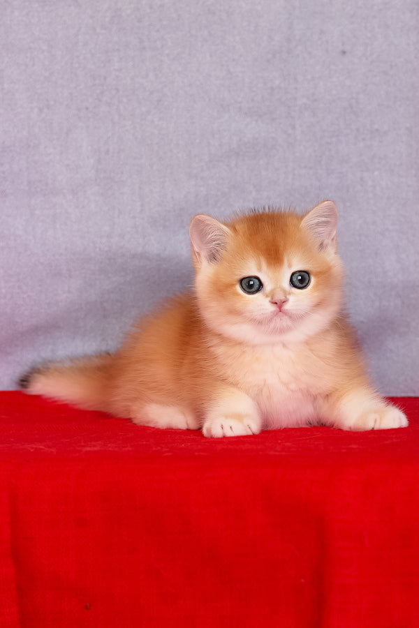 Cezar | British Shorthair Kitten