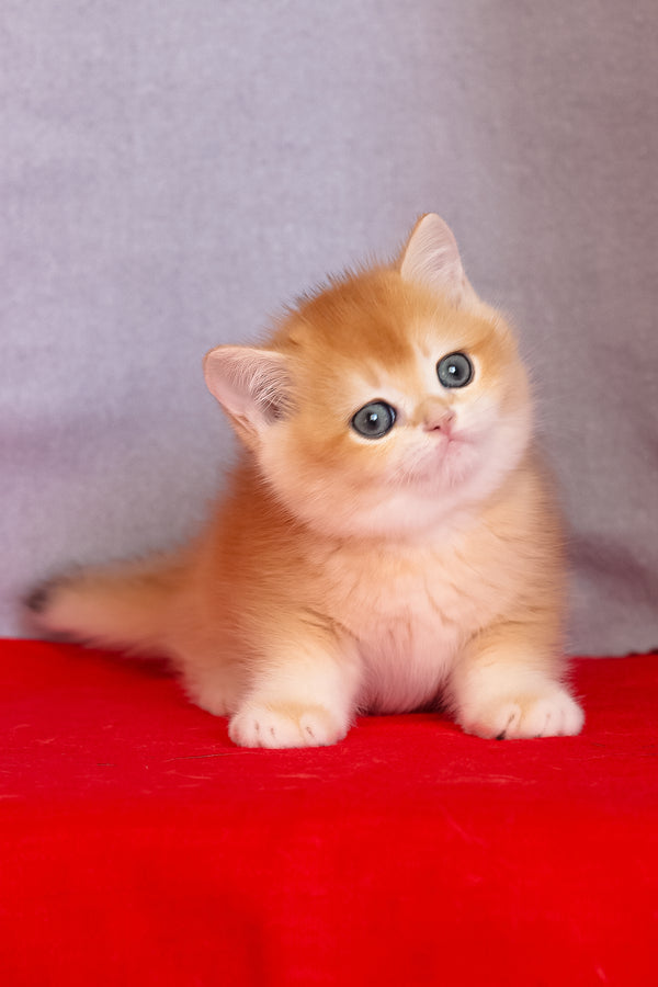 Cezar | British Shorthair Kitten