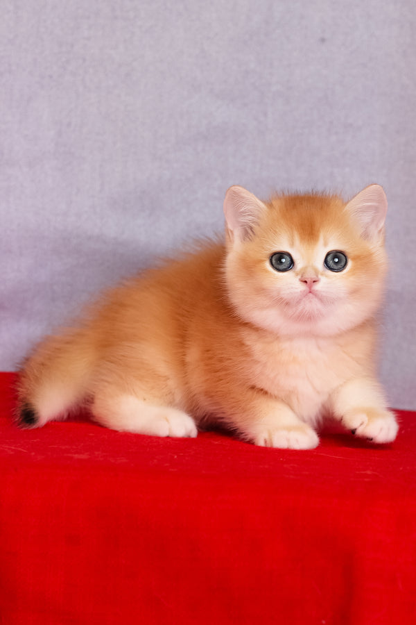 Cezar | British Shorthair Kitten