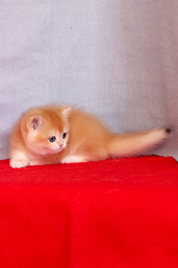 Cezar | British Shorthair Kitten