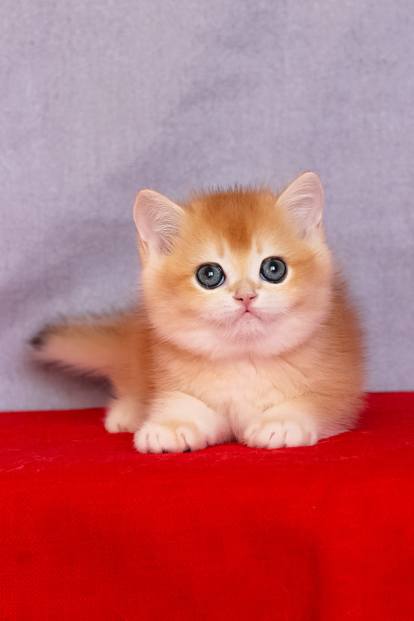 Cezar | British Shorthair Kitten