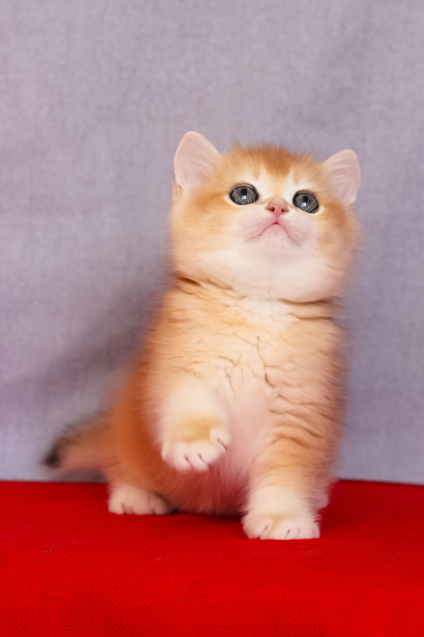 Cezar | British Shorthair Kitten