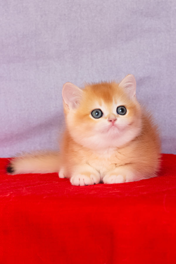 Cezar | British Shorthair Kitten