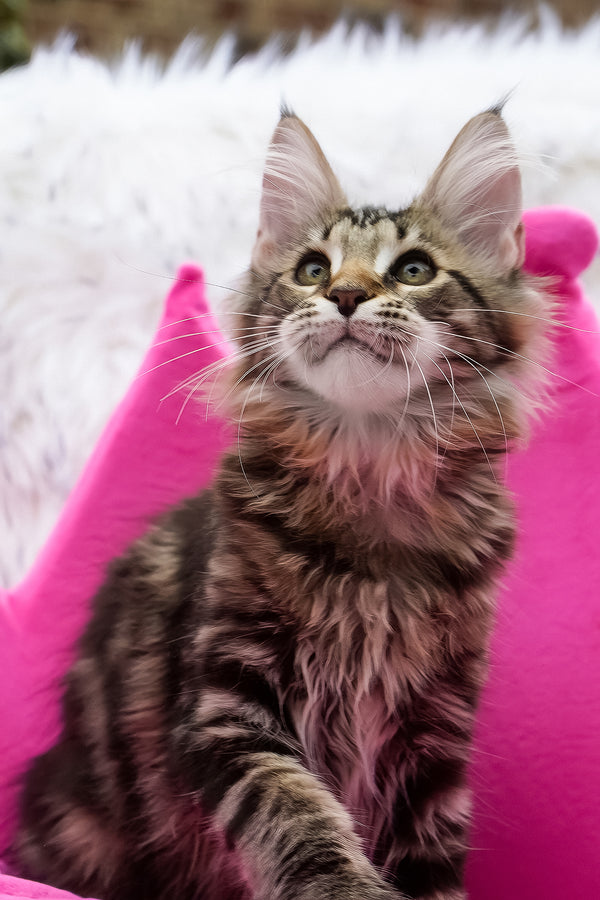 Chloe | Maine Coon Kitten
