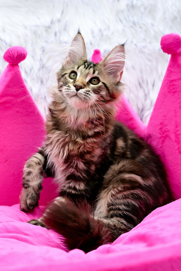 Chloe | Maine Coon Kitten
