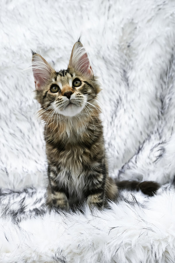 Chloe | Maine Coon Kitten