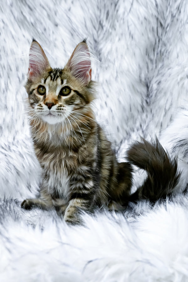 Chloe | Maine Coon Kitten