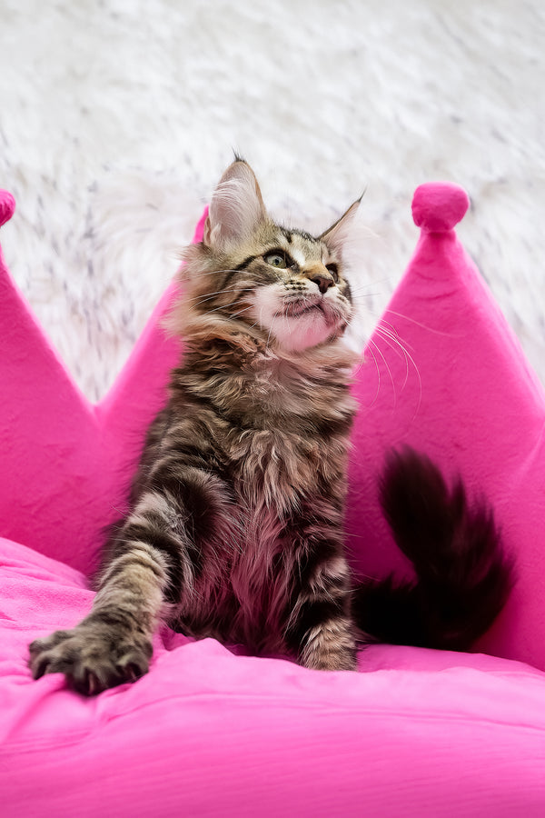 Chloe | Maine Coon Kitten