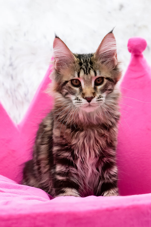 Chloe | Maine Coon Kitten