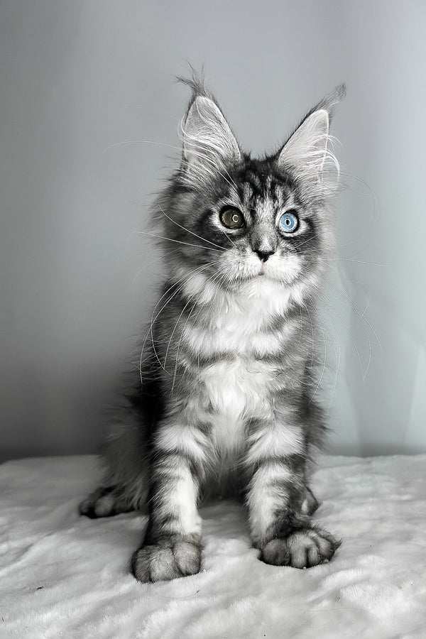 Chanel | Maine Coon Kitten