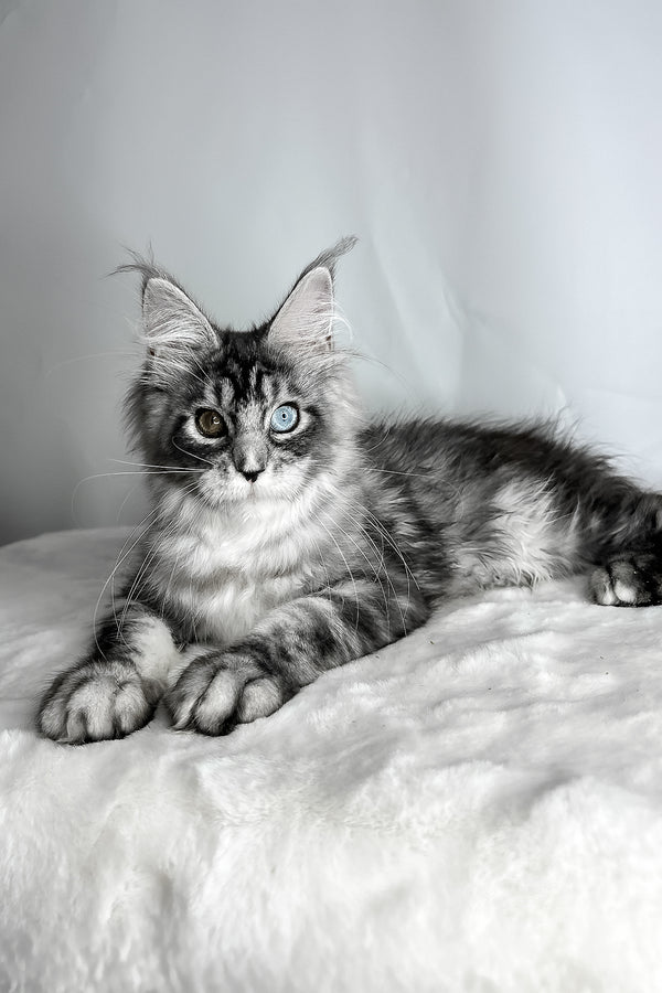 Chanel | Maine Coon Kitten