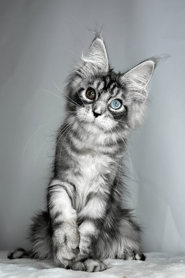 Chanel | Maine Coon Kitten