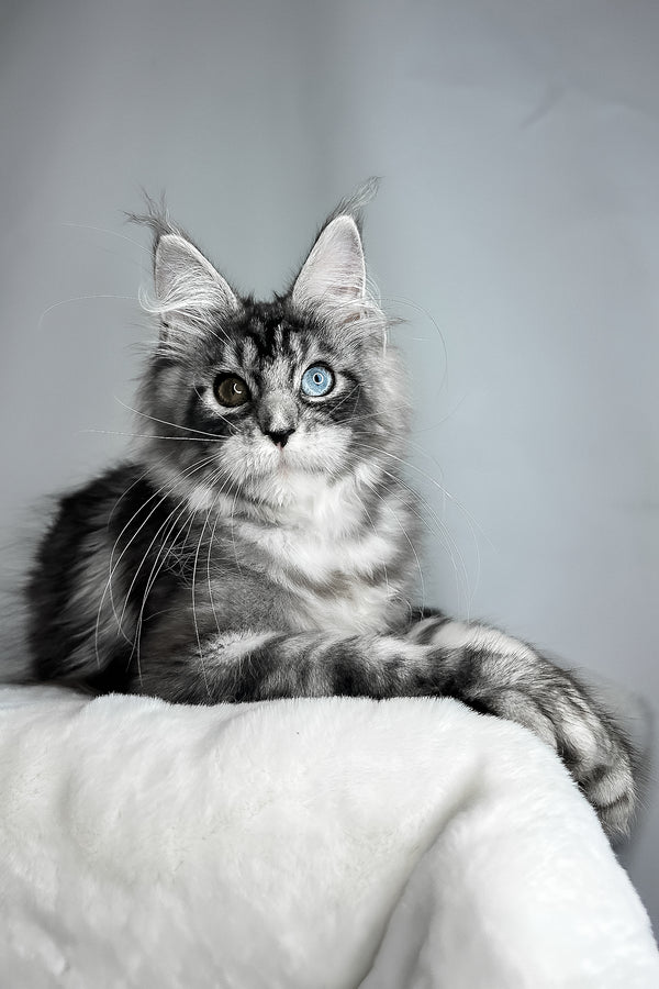 Chanel | Maine Coon Kitten