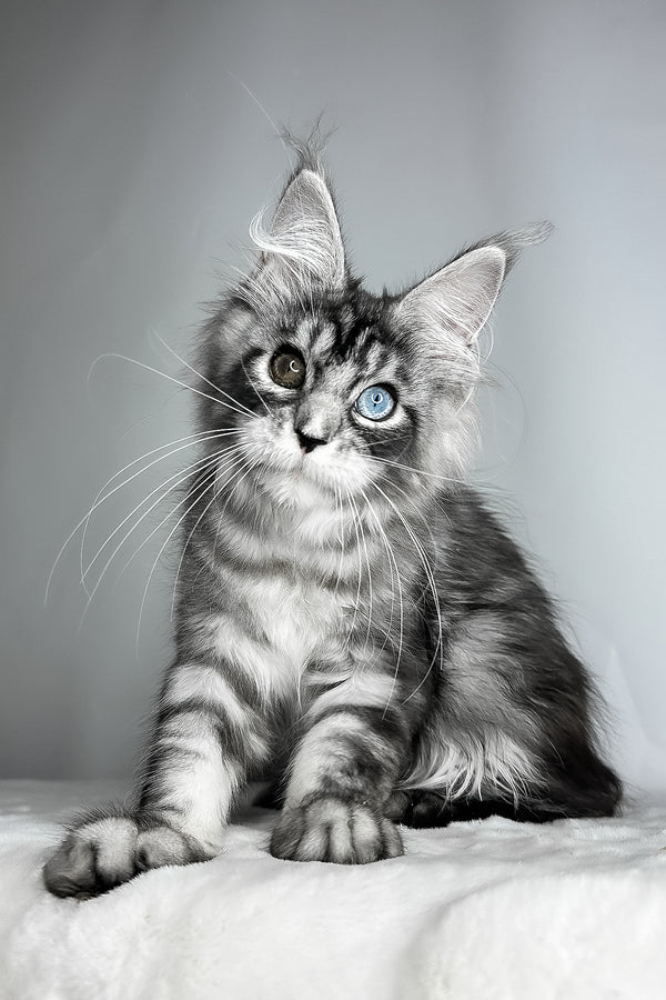 Chanel | Maine Coon Kitten
