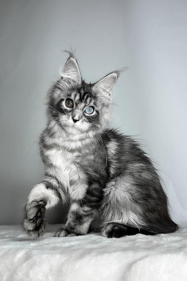 Chanel | Maine Coon Kitten