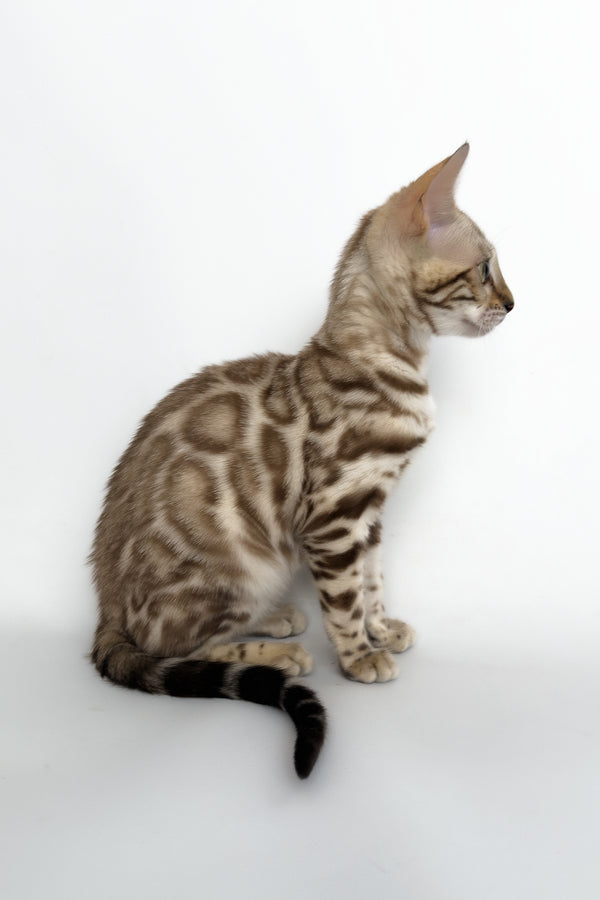 Chanel | Bengal Kitten