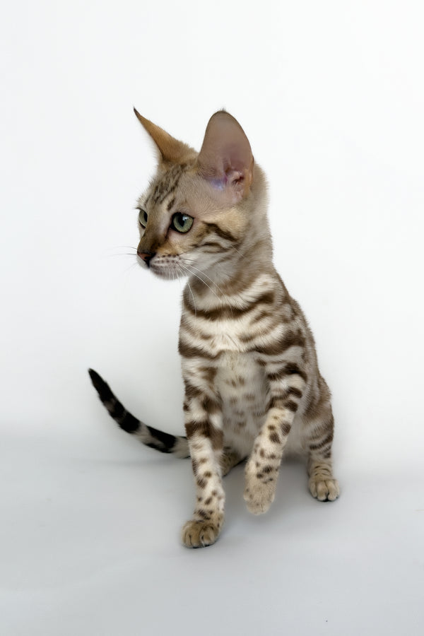 Chanel | Bengal Kitten