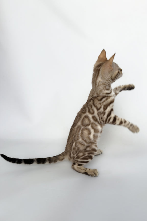 Chanel | Bengal Kitten