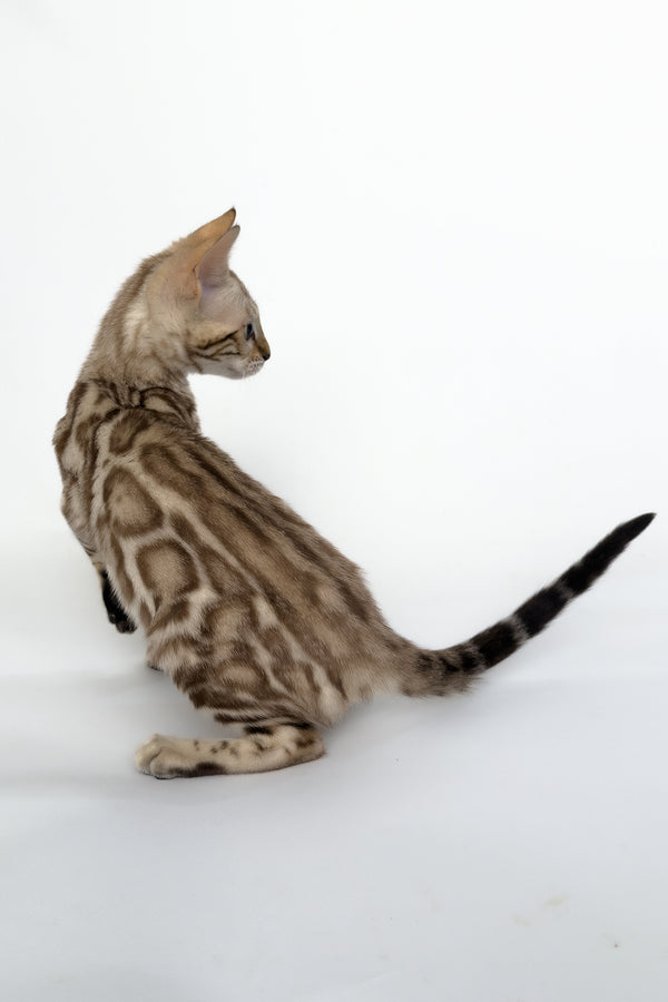 Chanel | Bengal Kitten