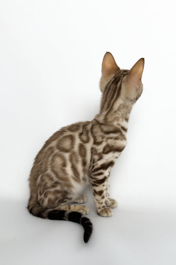 Chanel | Bengal Kitten