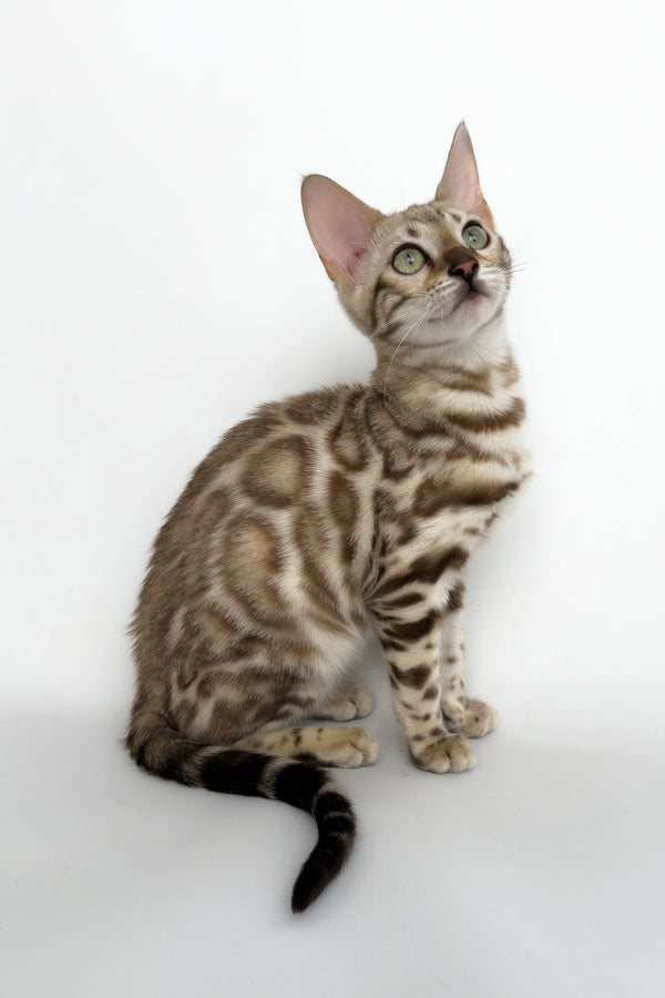 Chanel | Bengal Kitten