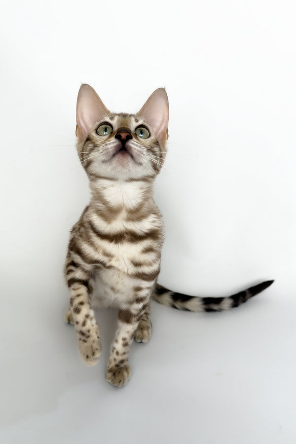 Chanel | Bengal Kitten