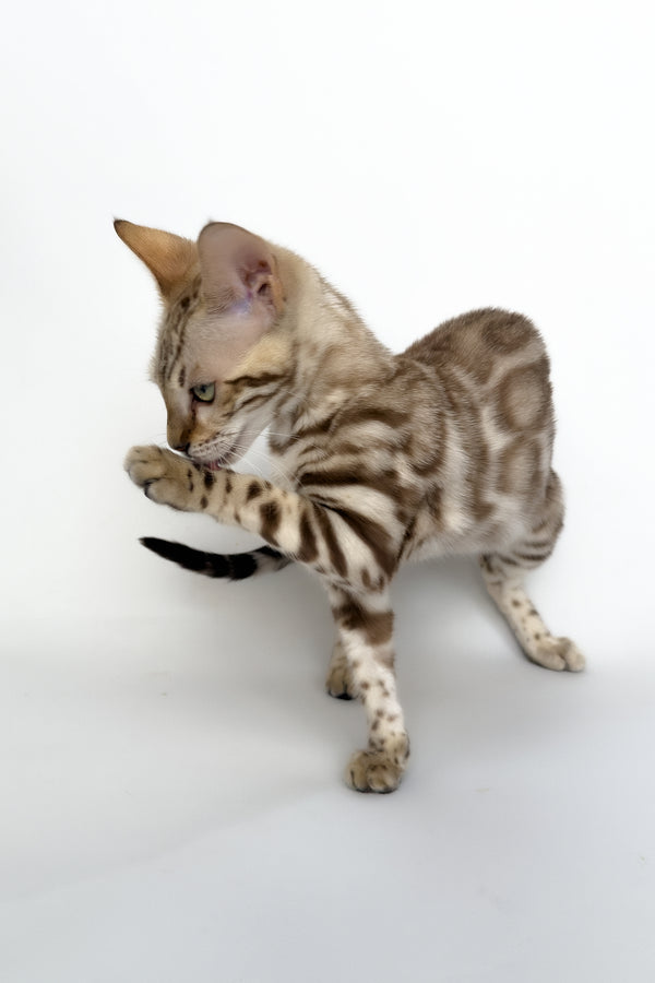 Chanel | Bengal Kitten