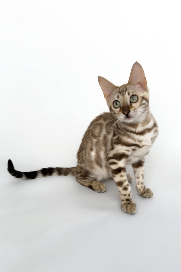 Chanel | Bengal Kitten